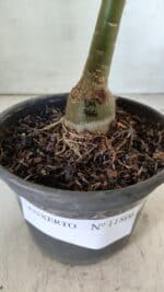 ENXERTO 11806 – 20cm (cor LM 966) - Imagem 4