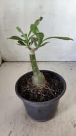 ENXERTO 11806 – 20cm (cor LM 966) - Imagem 3