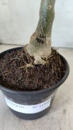 ENXERTO 11808 – 20cm (cor LM 977) - Imagem 4