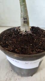 ENXERTO 11809 – 20cm (cor LM 725) - Imagem 7