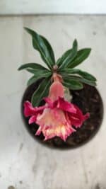 ENXERTO 11809 – 20cm (cor LM 725) - Imagem 4