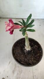 ENXERTO 11809 – 20cm (cor LM 725) - Imagem 6