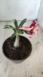 ENXERTO 11809 – 20cm (cor LM 725) - Imagem 5