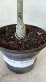 ENXERTO 11810 – 20cm (cor LM 991) - Imagem 4