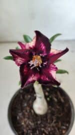 ENXERTO 11811 – 20cm (cor LM 989) - Id: Estrela Purpura - Imagem 3