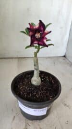 ENXERTO 11811 – 20cm (cor LM 989) - Id: Estrela Purpura - Imagem 4