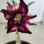 ENXERTO 11811 – 20cm (cor LM 989) - Id: Estrela Purpura