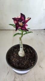 ENXERTO 11811 – 20cm (cor LM 989) - Id: Estrela Purpura - Imagem 2