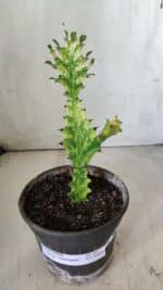 Euphorbia Trigona "Variegata" - Nº 10 - vaso 11 (20cm) - Imagem 2