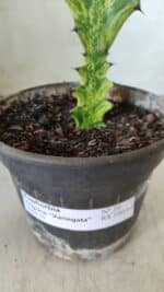 Euphorbia Trigona "Variegata" - Nº 10 - vaso 11 (20cm) - Imagem 4