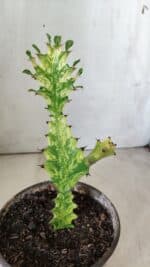 Euphorbia Trigona "Variegata" - Nº 10 - vaso 11 (20cm) - Imagem 7