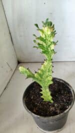 Euphorbia Trigona "Variegata" - Nº 10 - vaso 11 (20cm) - Imagem 6