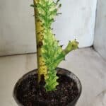 Euphorbia Trigona "Variegata" - Nº 10 - vaso 11 (20cm)