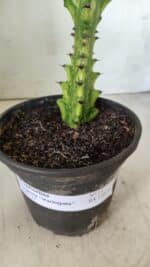 Euphorbia Trigona "Variegata" - Nº 11 - vaso 11 (24cm) - Imagem 4