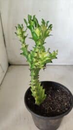 Euphorbia Trigona "Variegata" - Nº 11 - vaso 11 (24cm) - Imagem 7