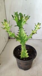 Euphorbia Trigona "Variegata" - Nº 11 - vaso 11 (24cm) - Imagem 6