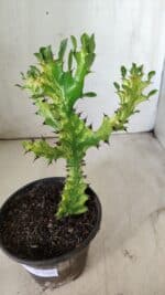 Euphorbia Trigona "Variegata" - Nº 11 - vaso 11 (24cm) - Imagem 5