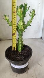 Euphorbia Trigona "Variegata" - Nº 11 - vaso 11 (24cm)