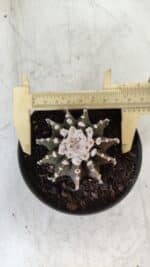 GYMNOCALYCIUM Friedrichii LB 2178 - Nº 370 – vaso 11 - Imagem 5