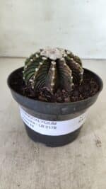 GYMNOCALYCIUM Friedrichii LB 2178 - Nº 370 – vaso 11 - Imagem 11