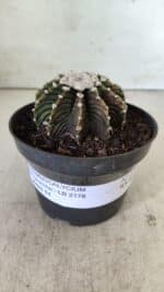 GYMNOCALYCIUM Friedrichii LB 2178 - Nº 370 – vaso 11 - Imagem 10