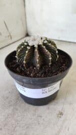 GYMNOCALYCIUM Friedrichii LB 2178 - Nº 370 – vaso 11 - Imagem 9