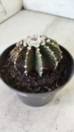 GYMNOCALYCIUM Friedrichii LB 2178 - Nº 370 – vaso 11 - Imagem 8