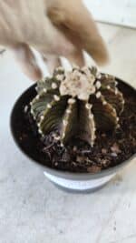 GYMNOCALYCIUM Friedrichii LB 2178 - Nº 370 – vaso 11 - Imagem 6