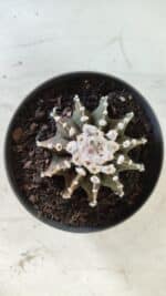 GYMNOCALYCIUM Friedrichii LB 2178 - Nº 370 – vaso 11 - Imagem 3