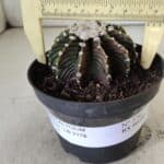 GYMNOCALYCIUM Friedrichii LB 2178 - Nº 370 – vaso 11