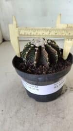 GYMNOCALYCIUM Friedrichii LB 2178 - Nº 370 – vaso 11