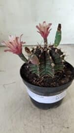 GYMNOCALYCIUM Mihanovichii  Nº 405 – vaso 11 - Imagem 2