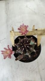 GYMNOCALYCIUM Mihanovichii  Nº 405 – vaso 11 - Imagem 5