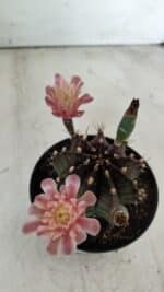 GYMNOCALYCIUM Mihanovichii  Nº 405 – vaso 11