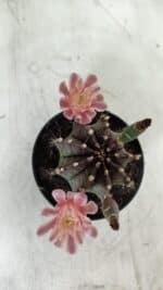 GYMNOCALYCIUM Mihanovichii  Nº 405 – vaso 11 - Imagem 3