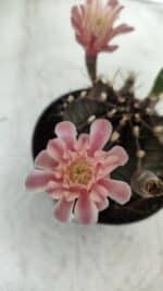 GYMNOCALYCIUM Mihanovichii  Nº 405 – vaso 11 - Imagem 6