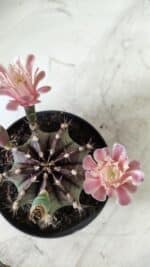 GYMNOCALYCIUM Mihanovichii  Nº 405 – vaso 11 - Imagem 8