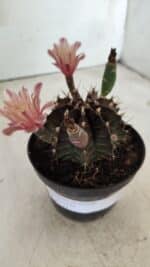 GYMNOCALYCIUM Mihanovichii  Nº 405 – vaso 11 - Imagem 15