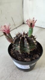 GYMNOCALYCIUM Mihanovichii  Nº 405 – vaso 11 - Imagem 14