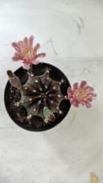 GYMNOCALYCIUM Mihanovichii  Nº 405 – vaso 11 - Imagem 13