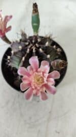 GYMNOCALYCIUM Mihanovichii  Nº 405 – vaso 11 - Imagem 12