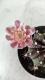 GYMNOCALYCIUM Mihanovichii  Nº 405 – vaso 11 - Imagem 7