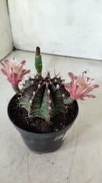 GYMNOCALYCIUM Mihanovichii  Nº 405 – vaso 11 - Imagem 11