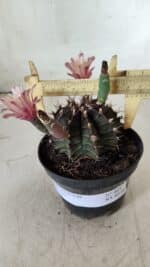 GYMNOCALYCIUM Mihanovichii  Nº 405 – vaso 11 - Imagem 4