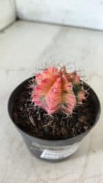 GYMNOCALYCIUM Mihanovichii Variegata Nº 470 – vaso 09 - Imagem 9