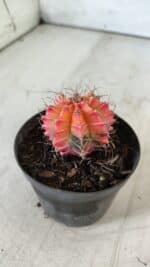 GYMNOCALYCIUM Mihanovichii Variegata Nº 470 – vaso 09 - Imagem 8