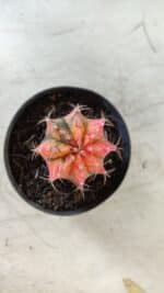 GYMNOCALYCIUM Mihanovichii Variegata Nº 470 – vaso 09 - Imagem 3