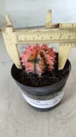 GYMNOCALYCIUM Mihanovichii Variegata Nº 470 – vaso 09