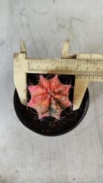 GYMNOCALYCIUM Mihanovichii Variegata Nº 470 – vaso 09 - Imagem 4