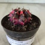 GYMNOCALYCIUM Mihanovichii Variegata Nº 471 – vaso 09